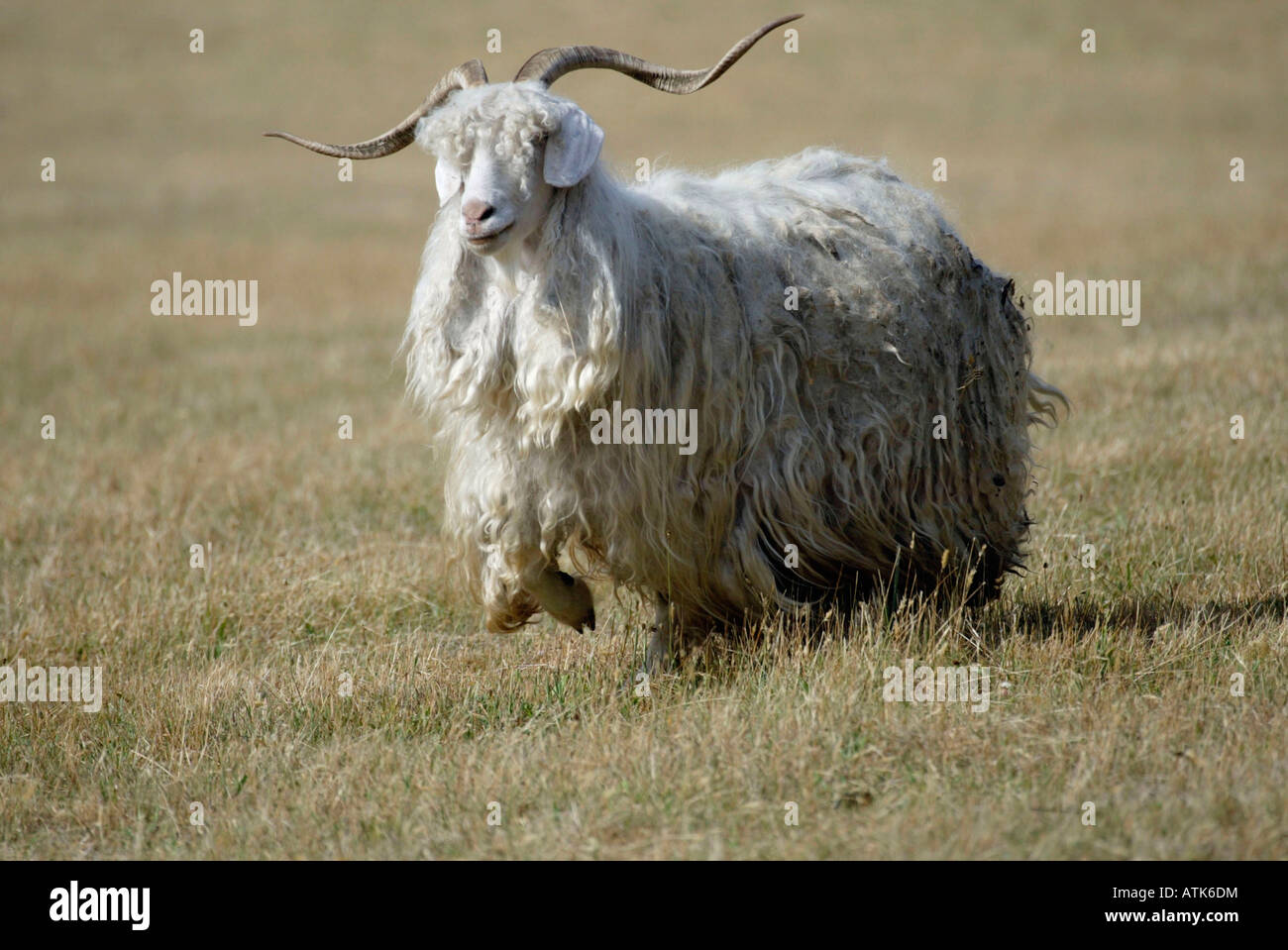 Domestic Goat / Mohair Goat / Hausziege / Angora-Ziege Stock Photo