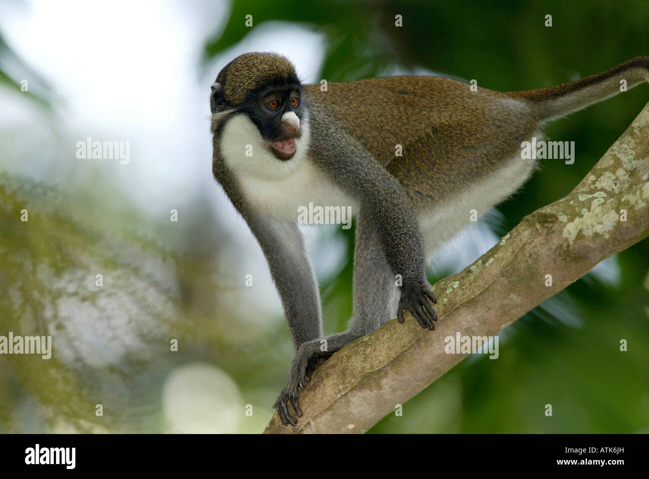 Lesser White-nosed Monkey / Kleine Weissnasen-Meerkatze Stock Photo