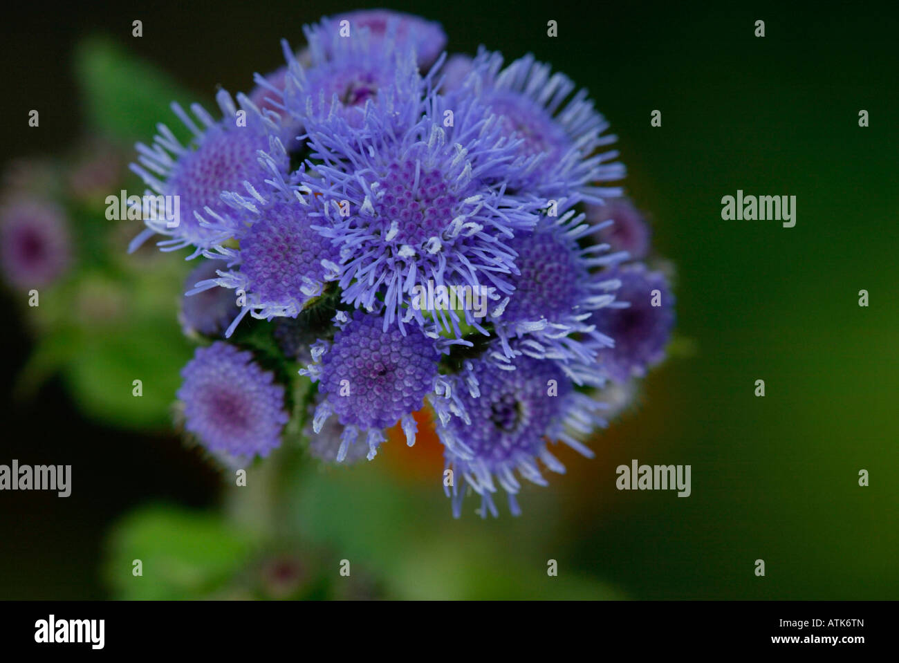 Ageratum / Flossflower / Leberbalsam Stock Photo