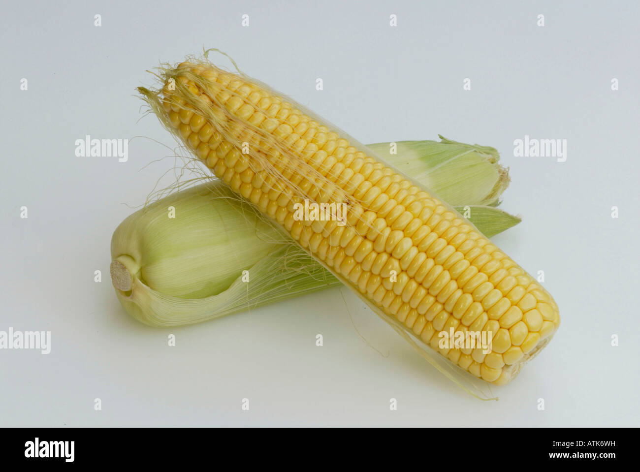 Maize / Corn / Mais Stock Photo
