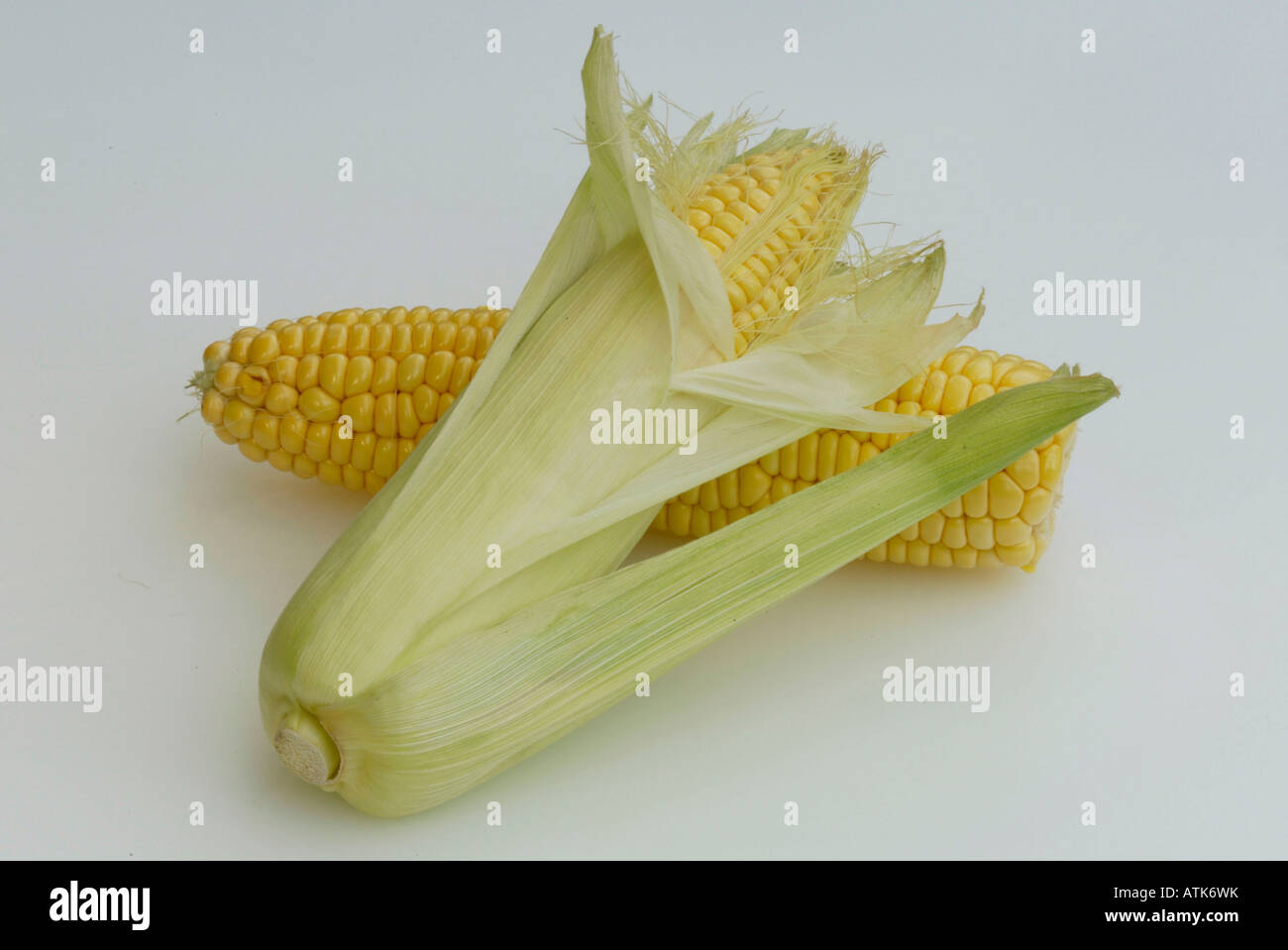 Maize / Corn / Mais Stock Photo