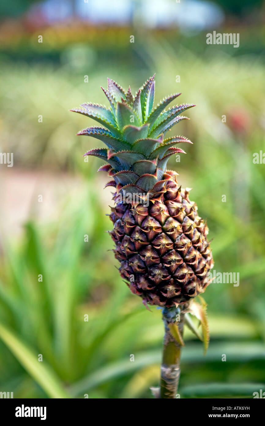Pineapple growing close Hawaii Stock Photo Alamy