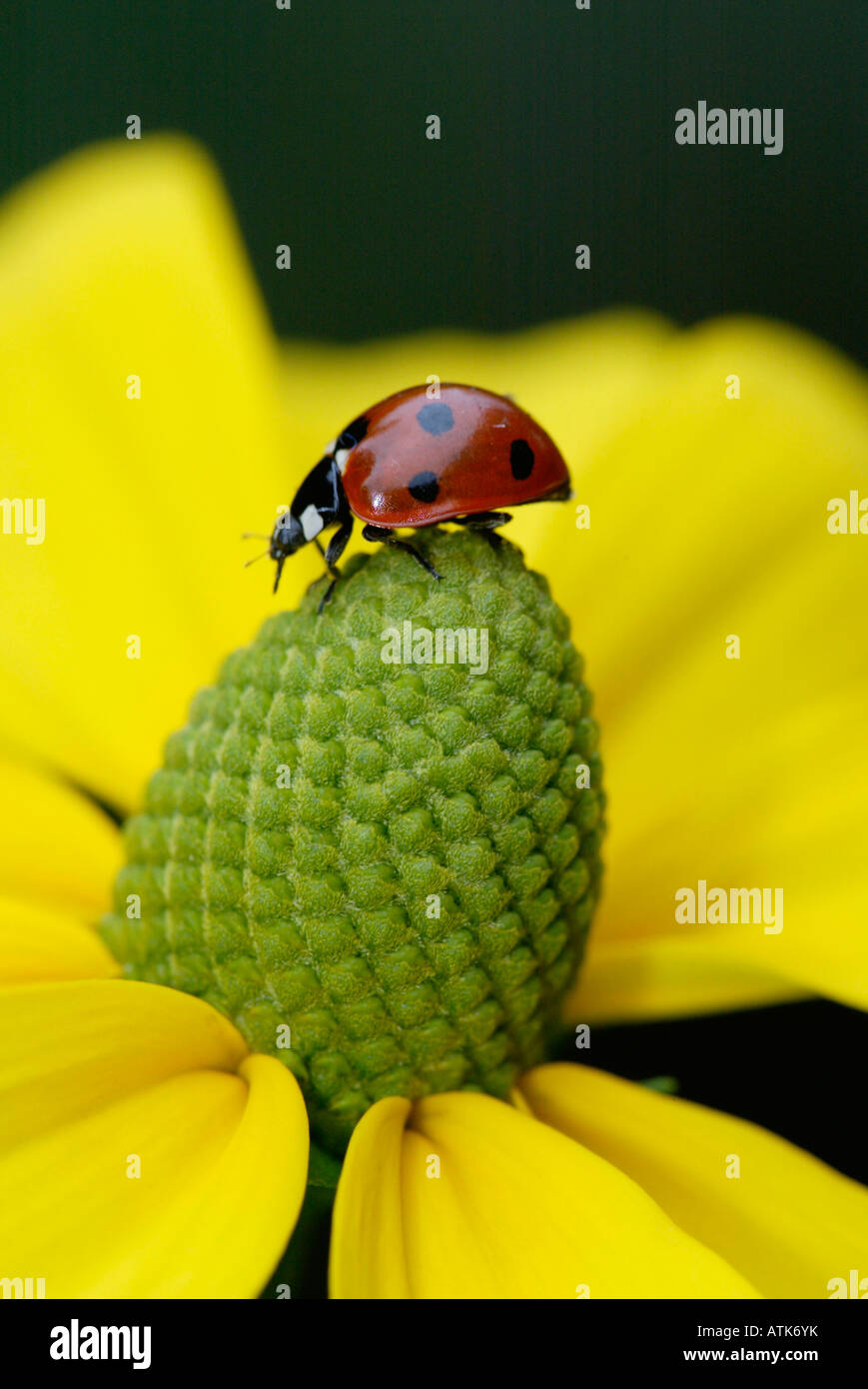 Marienkaefer hi-res stock photography and images - Alamy