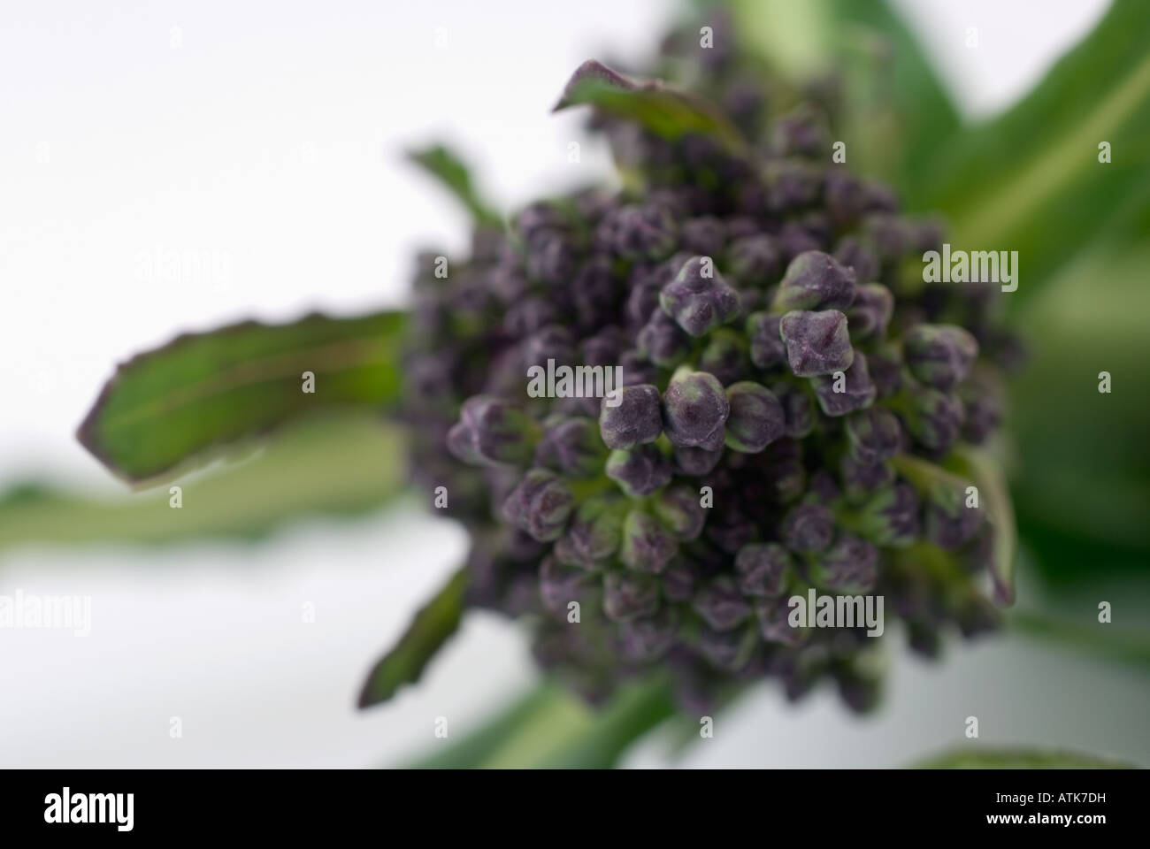 Purple Sprouting Broccoli Stock Photo Alamy