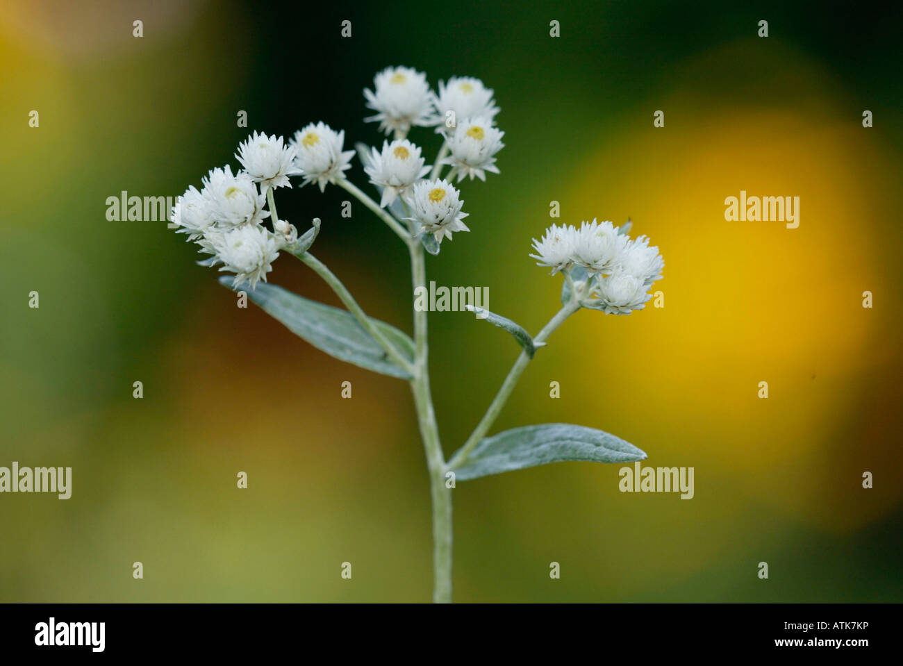 Pearly Everlasting / Silber-Immortelle Stock Photo