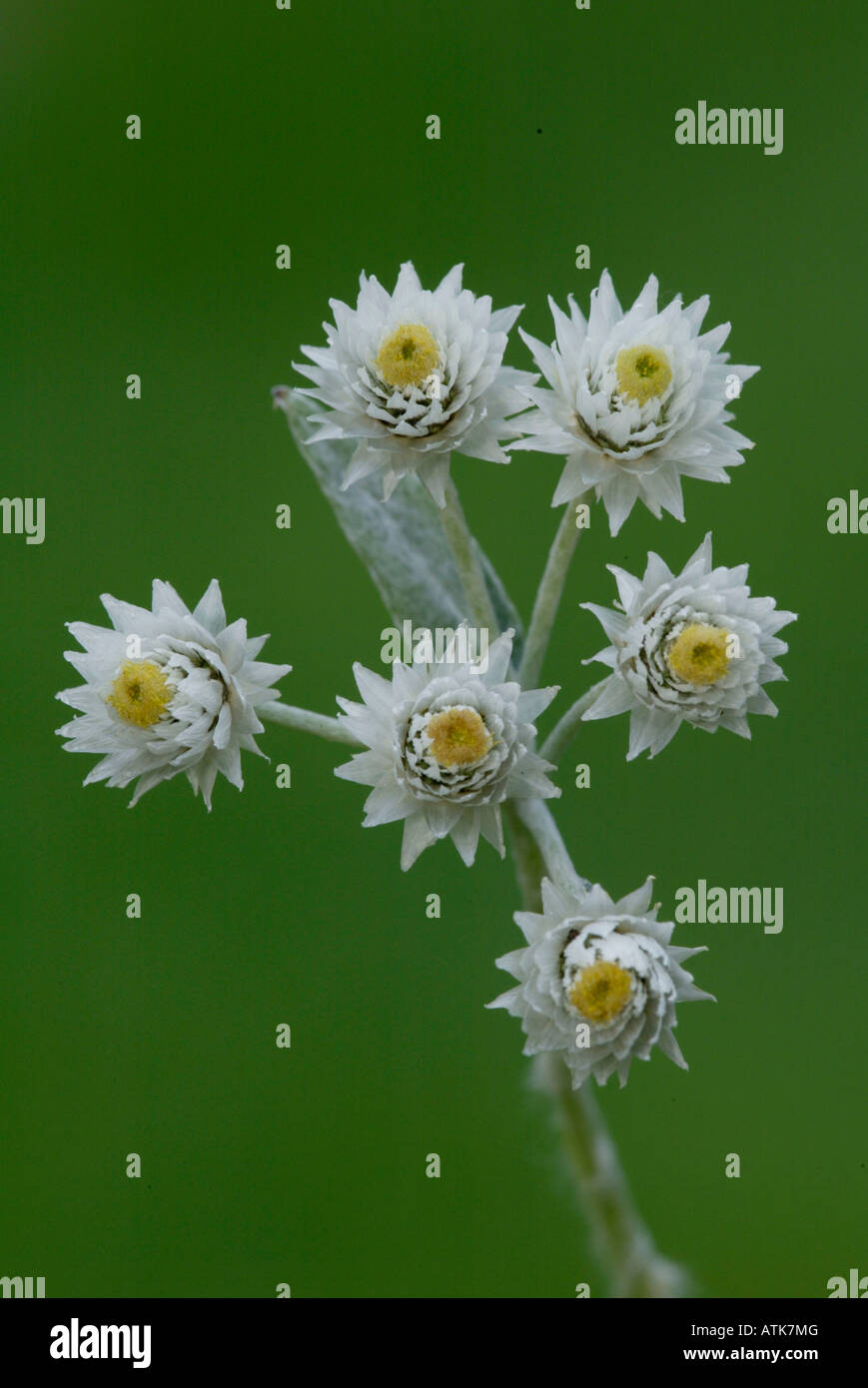 Pearly Everlasting / Silber-Immortelle Stock Photo