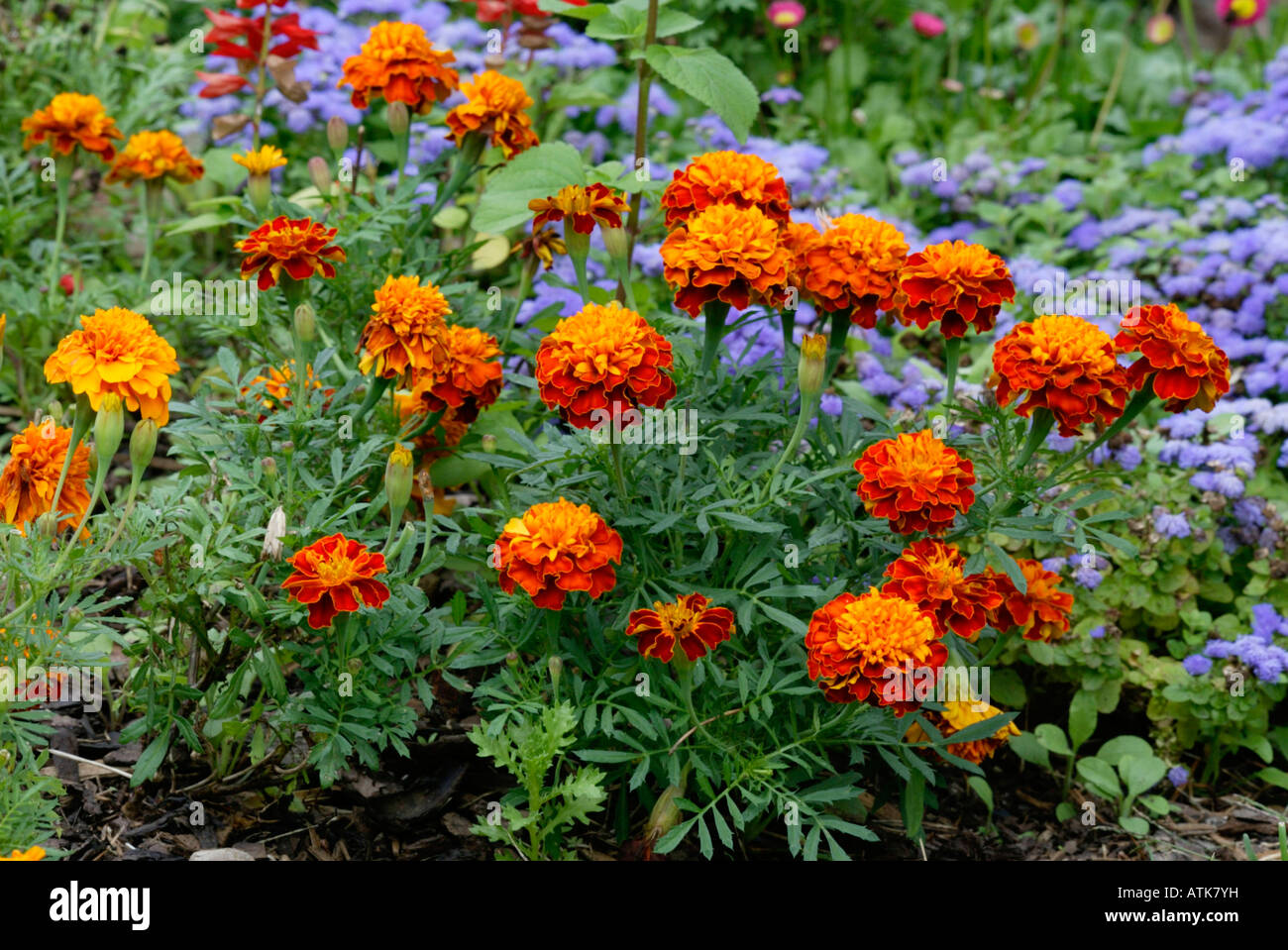 Tagetes Studentenblume Stock Photo 16338100 Alamy