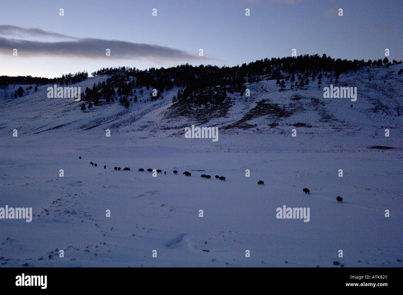 American Buffalo OR Bison,  Bison bison, migrating In snow after sunset Photographed in Yellowstone National Park USA Stock Photo