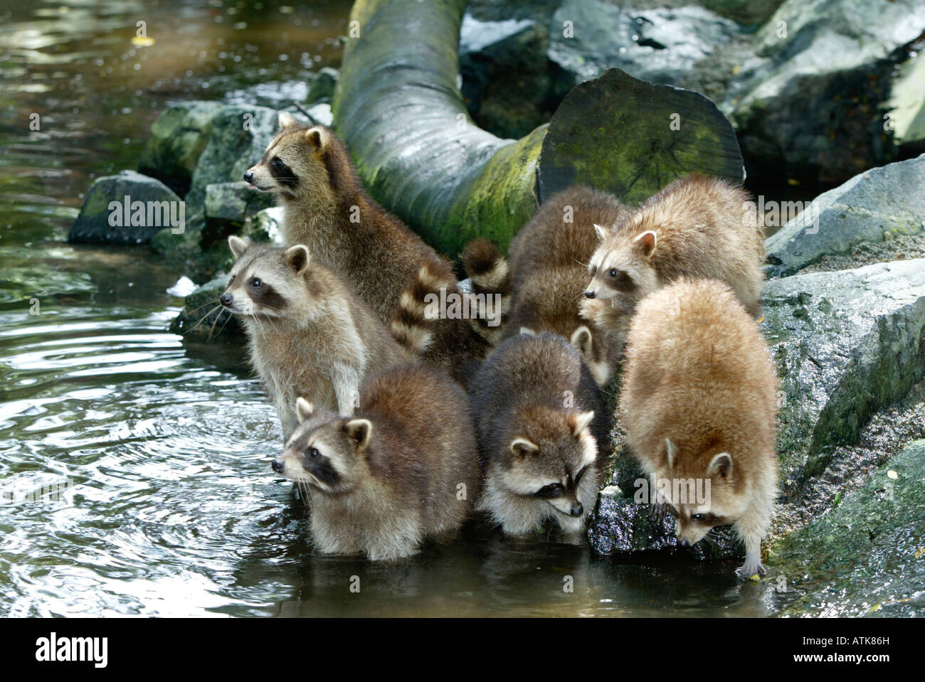 Raccoon / Waschbaer Stock Photo