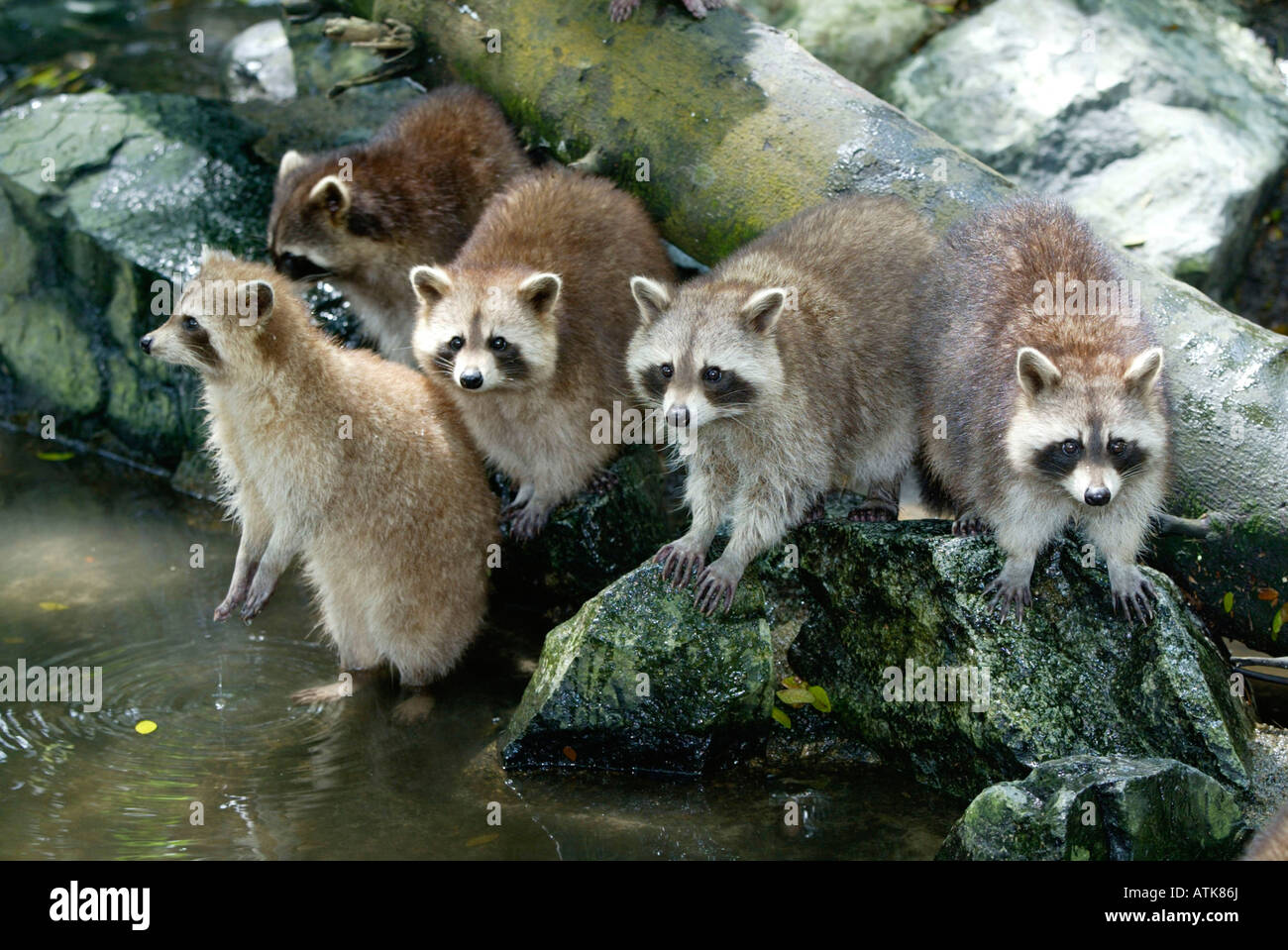Raccoon / Waschbaer Stock Photo