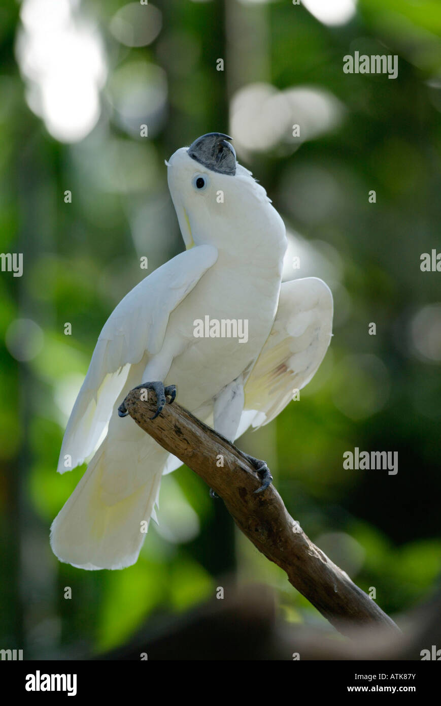 White Cockatoo / Weisshaubenkakadu Stock Photo Alamy