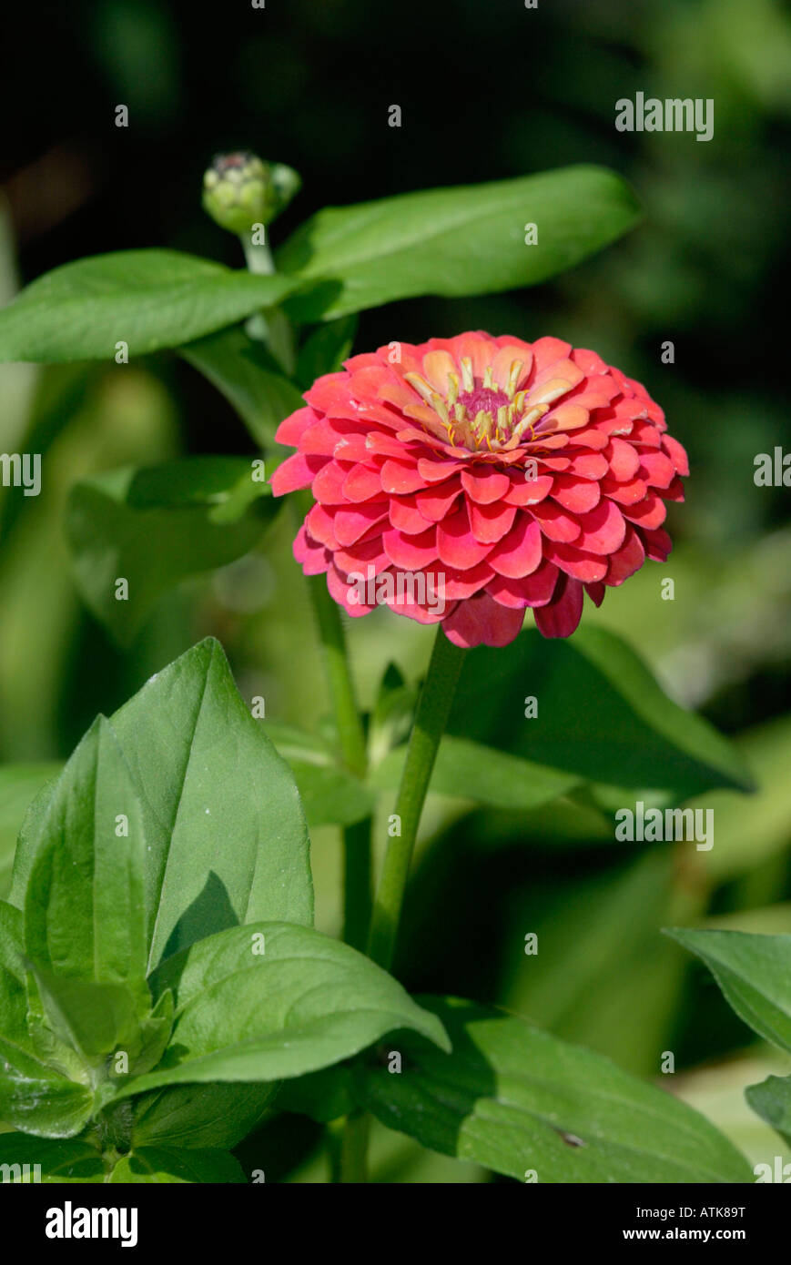 Youth-and-old-Age / Dahlienbluetige Zinnie Stock Photo - Alamy