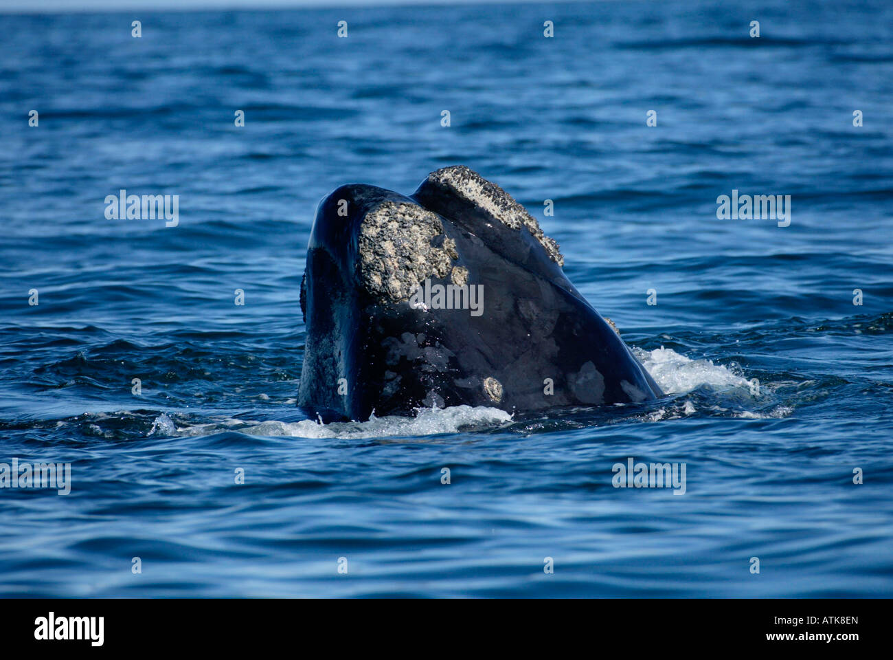 Right southern whale hi-res stock photography and images - Alamy