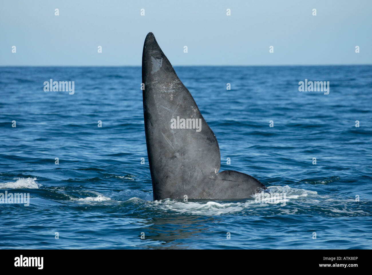 Southern Right Whale Stock Photo - Alamy