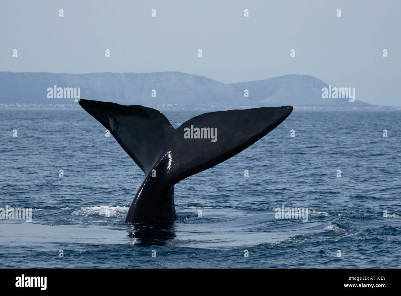 Tail close up southern right hi-res stock photography and images - Alamy