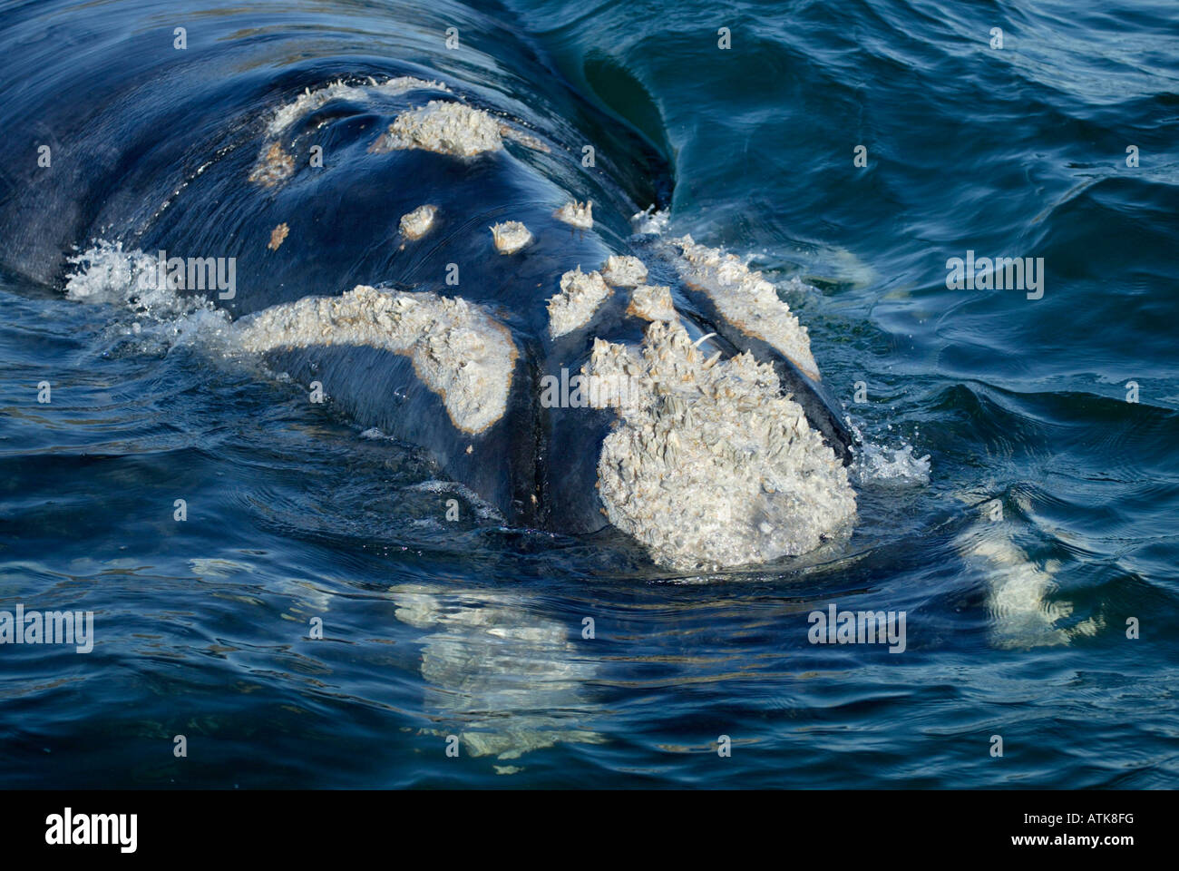 Southern Right Whale Stock Photo - Alamy