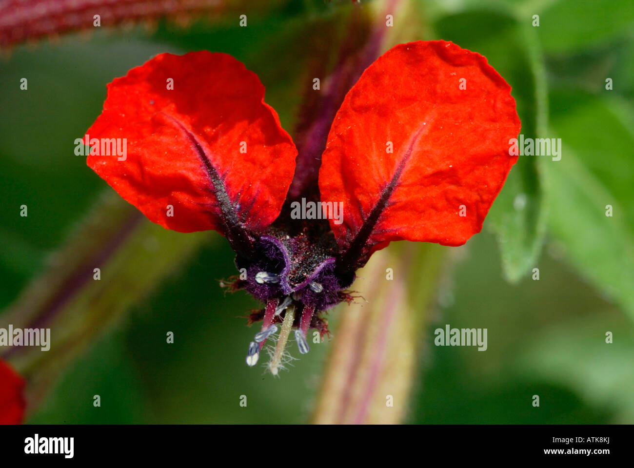 Cuphea Tiny Mice Stock Photo Alamy
