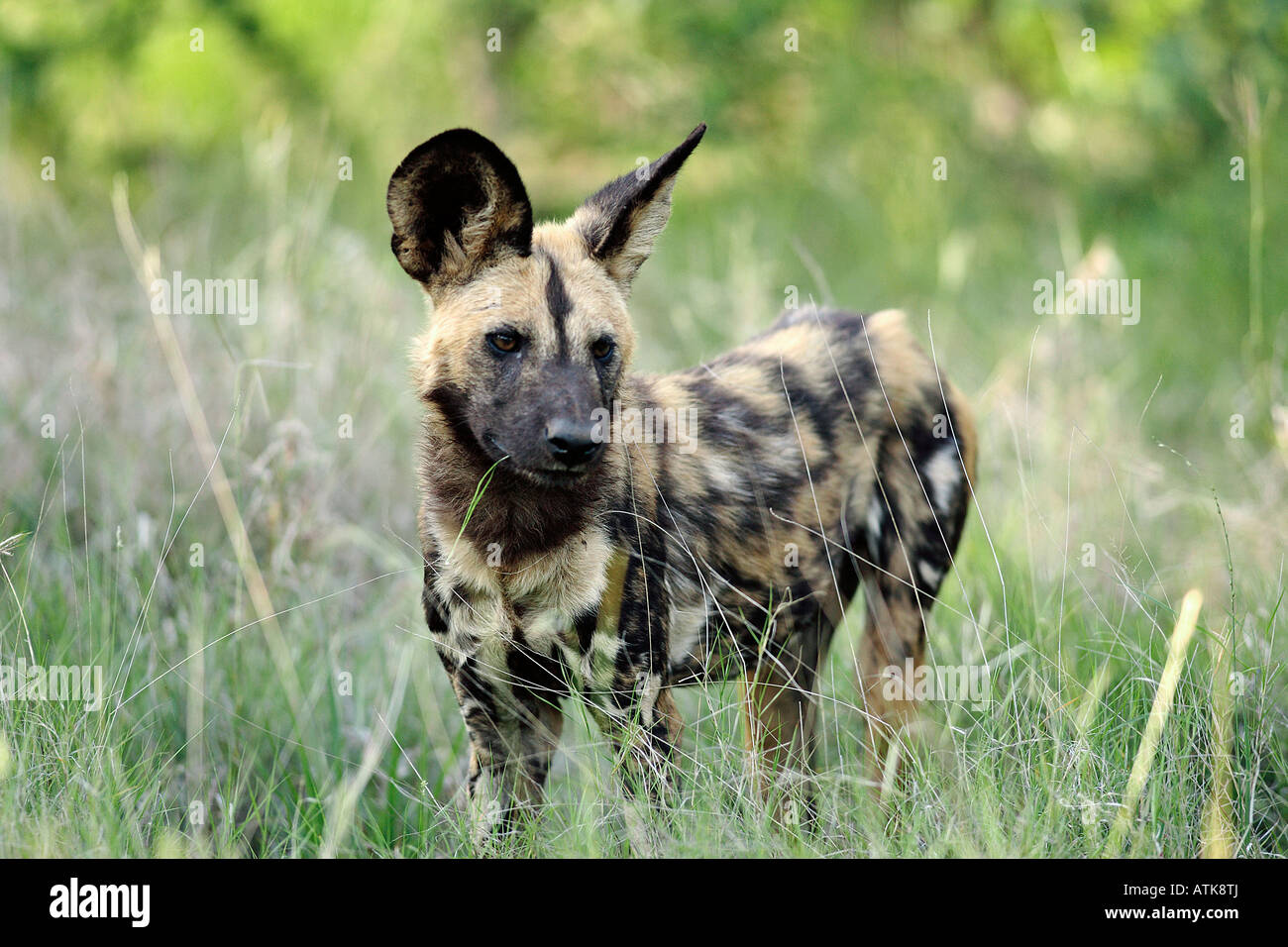African Hunting Dog Stock Photo