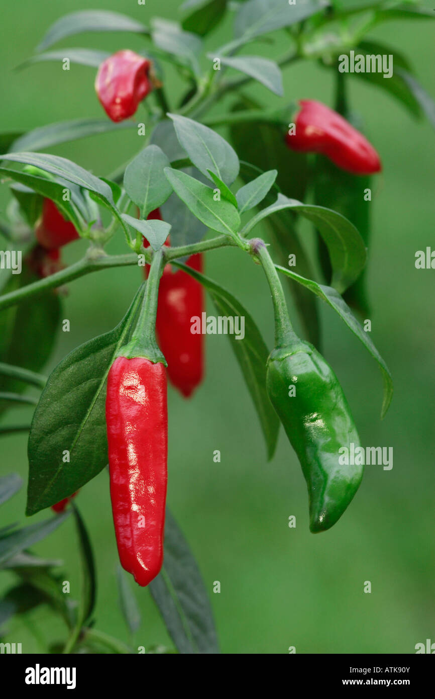 Hot Chili / PiriPiri Stock Photo Alamy