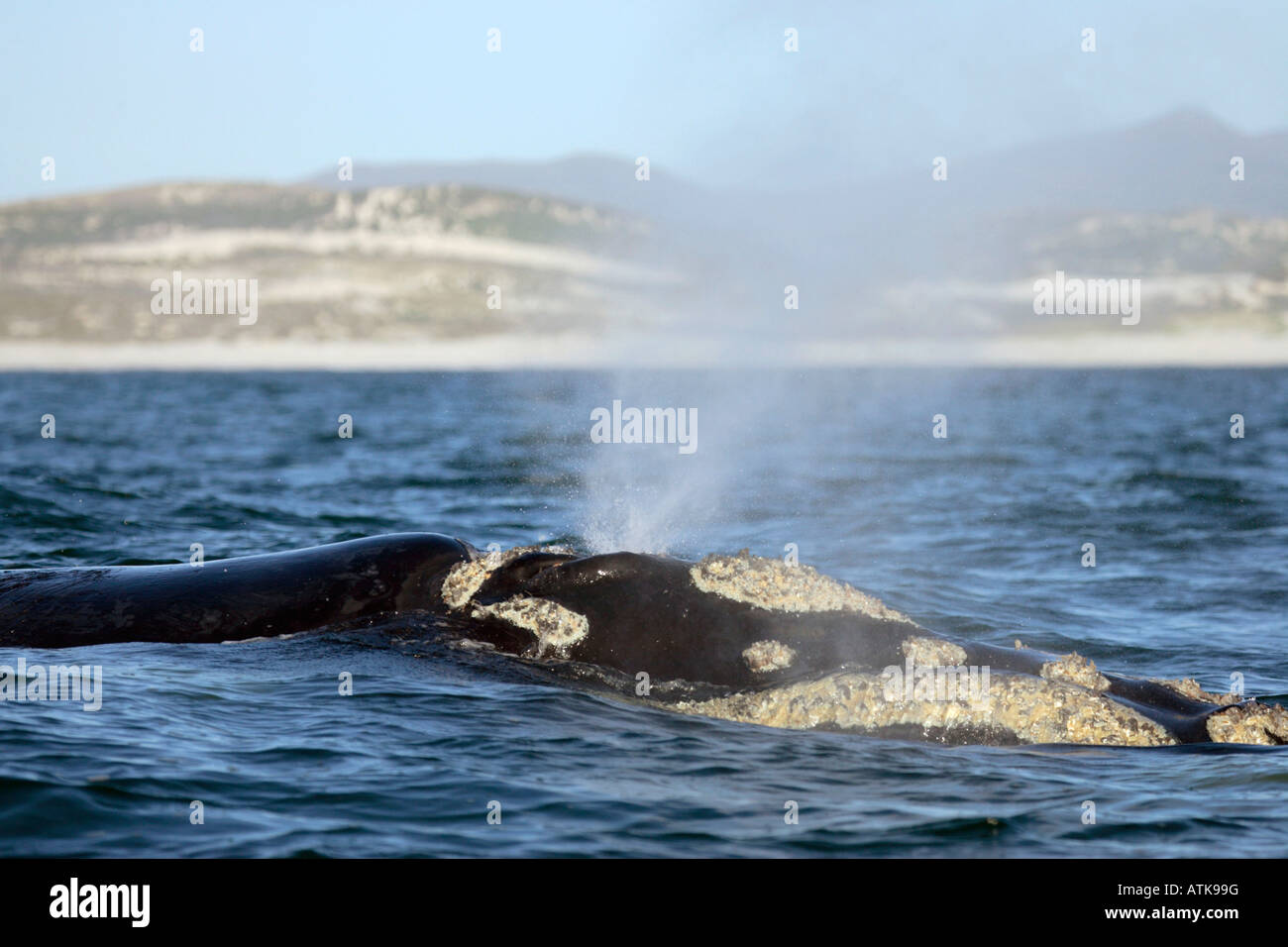 Southern Right Whale Stock Photo