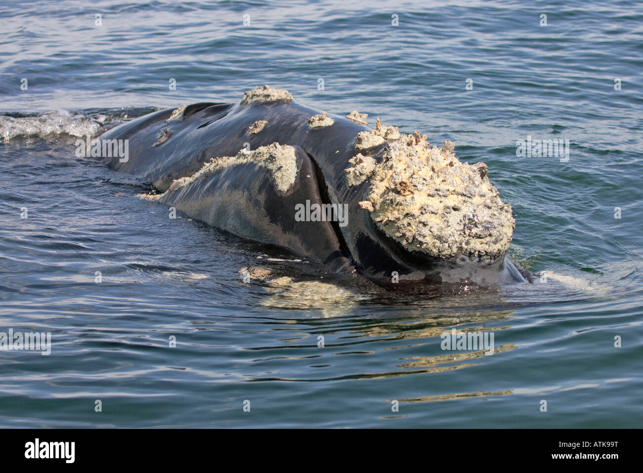Southern Right Whale Stock Photo - Alamy