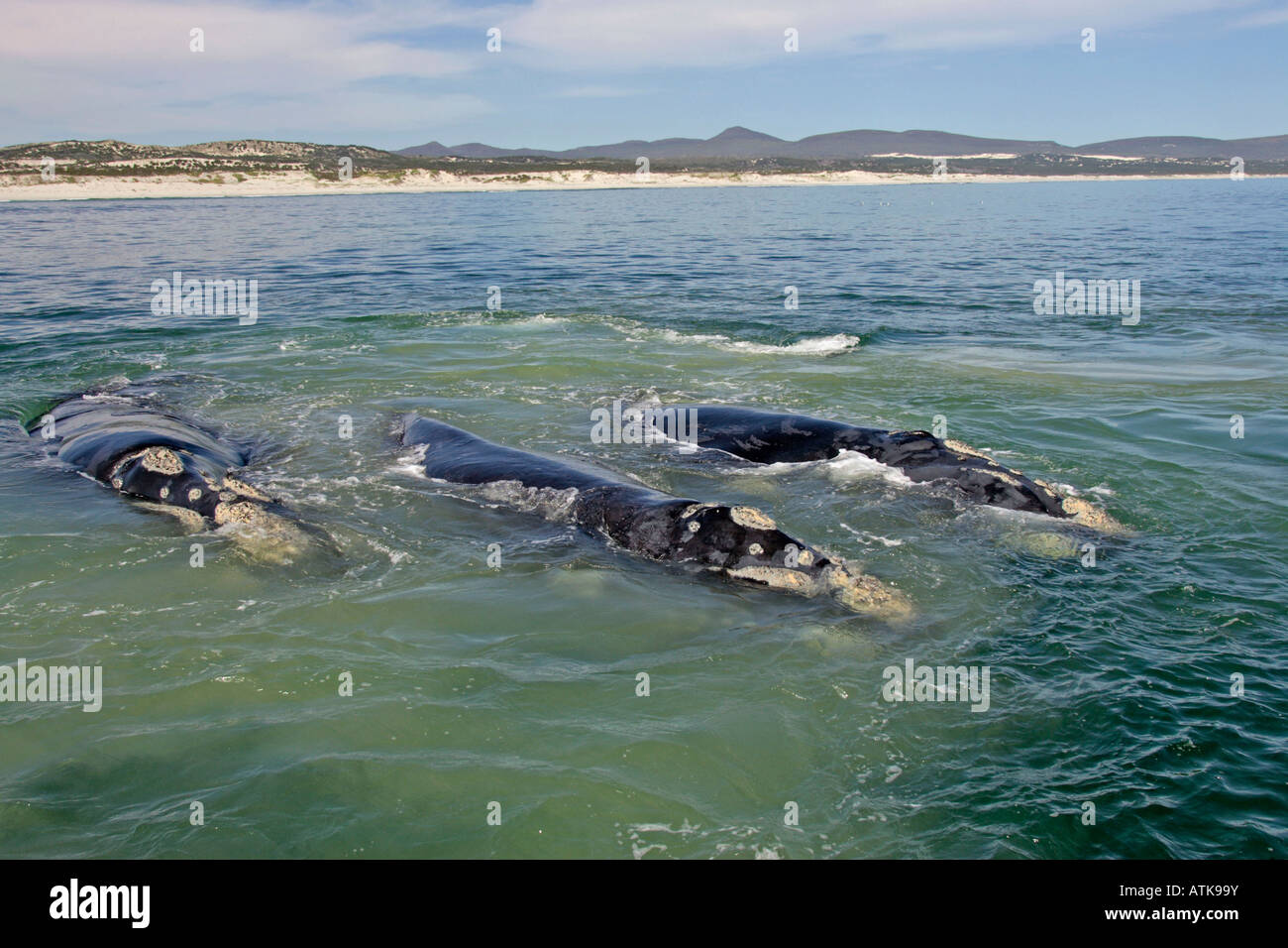 Southern Right Whale Stock Photo - Alamy