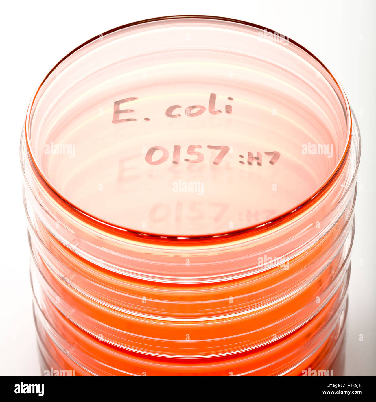 E. coli 0157 Stock Photo