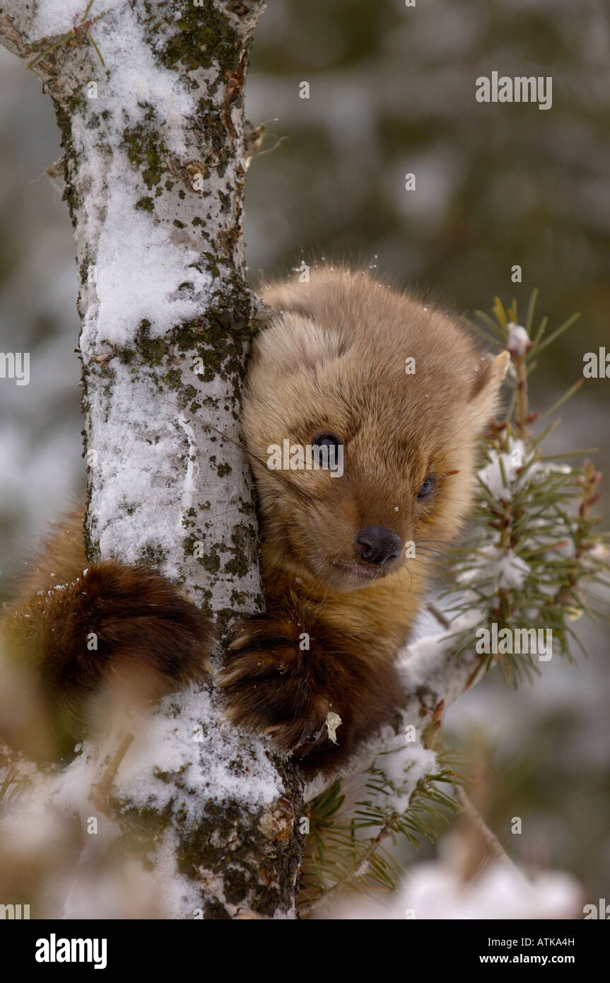 American Pine Marten Martes americana Photographed in USA Stock Photo
