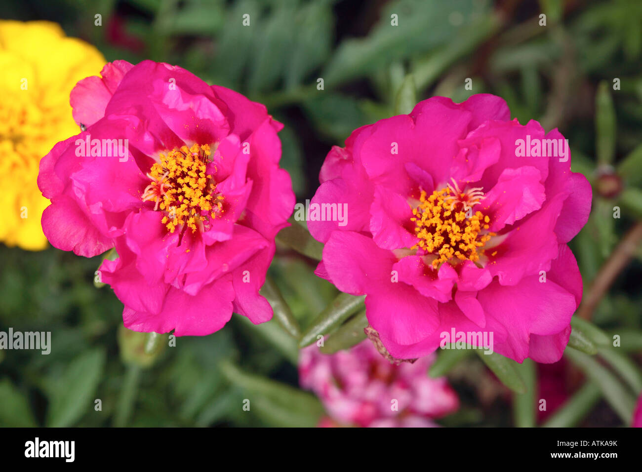 Moss Rose / Sun Plant Stock Photo Alamy