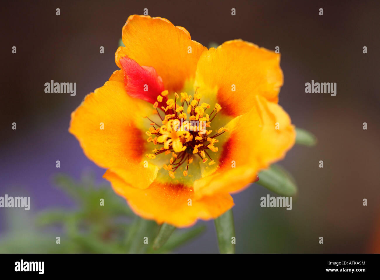 Moss Rose / Sun Plant Stock Photo Alamy