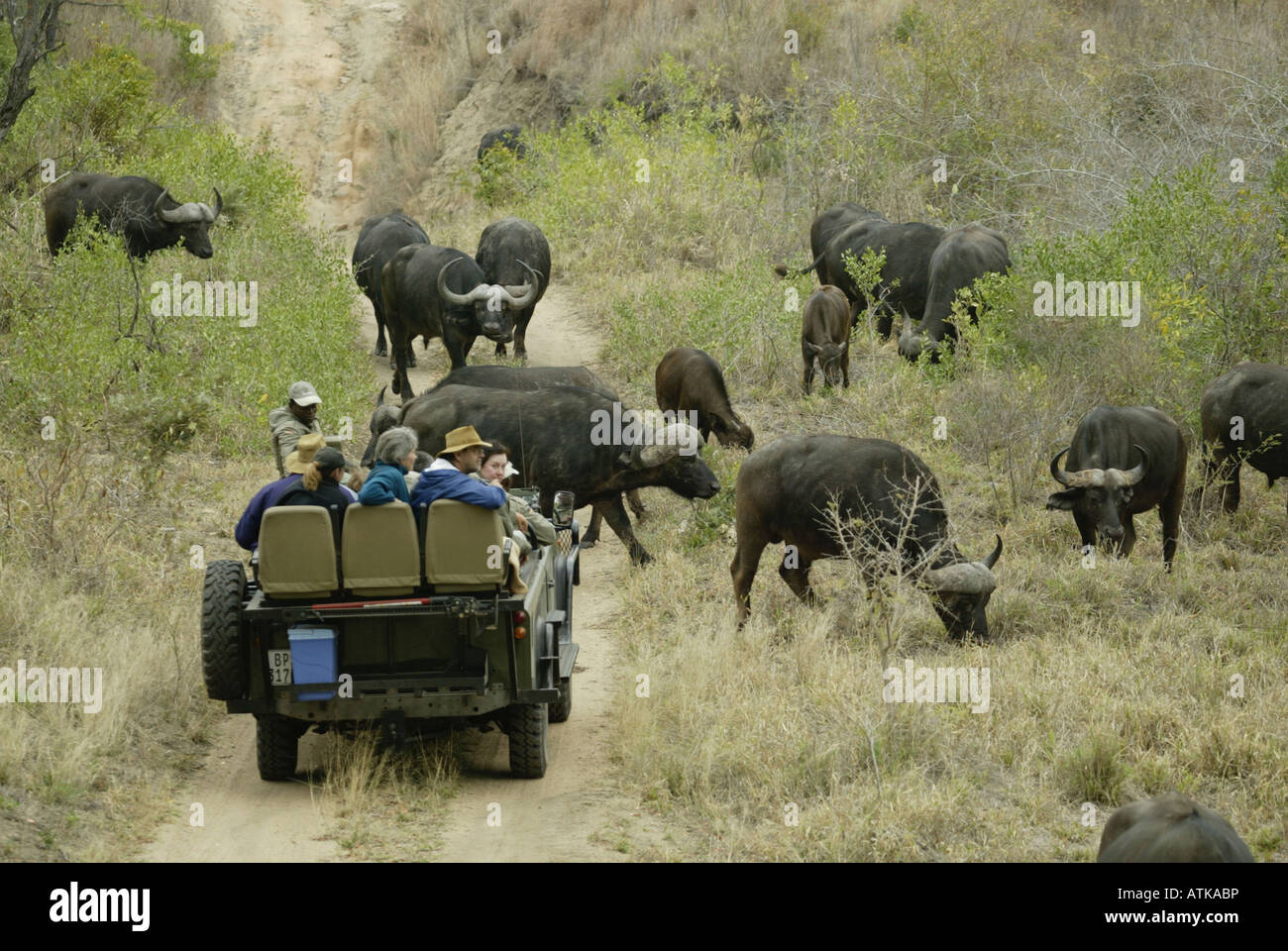 African Buffalo / Cape Buffalo Stock Photo