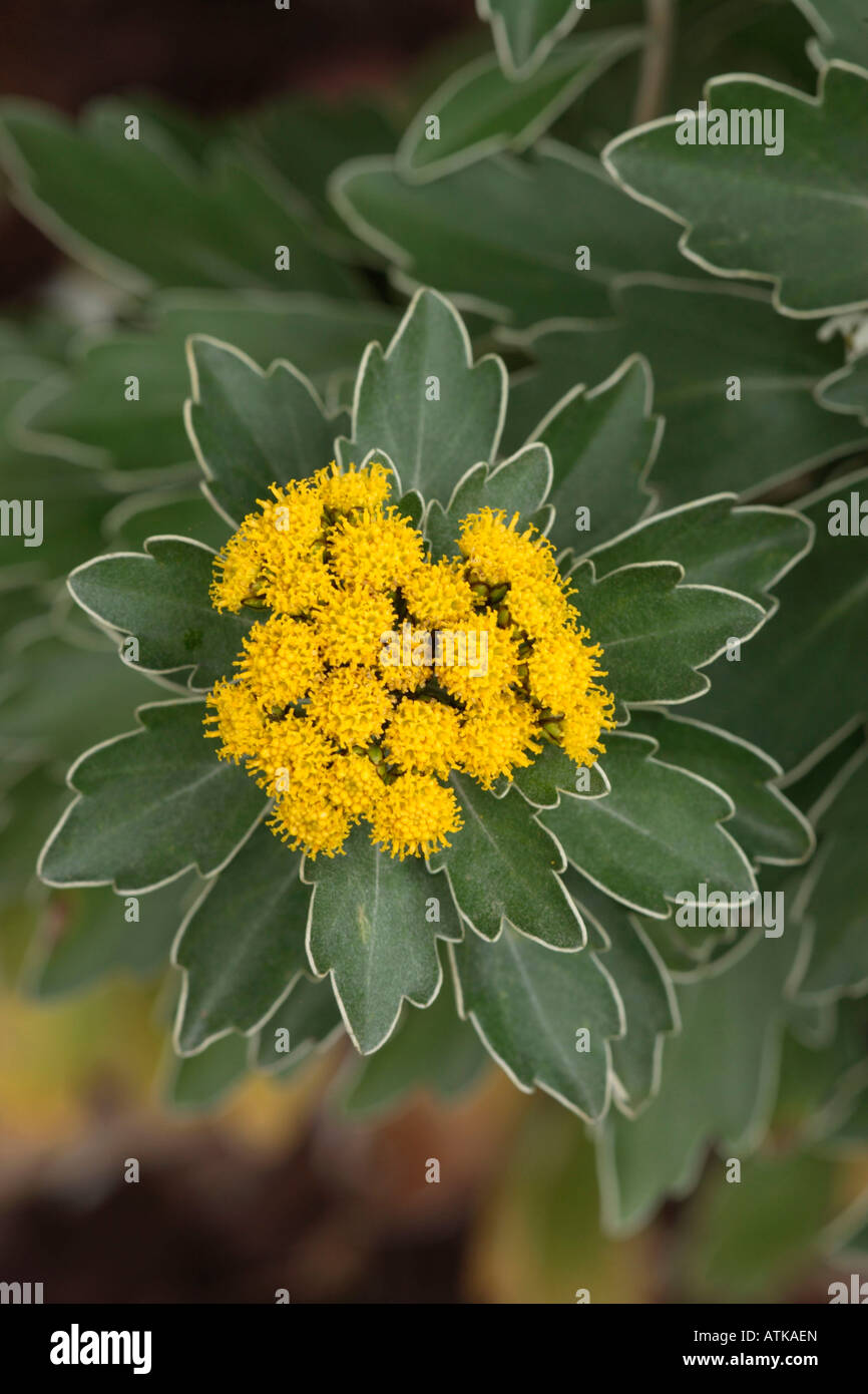 Silver and Gold Chrysanthemum Stock Photo