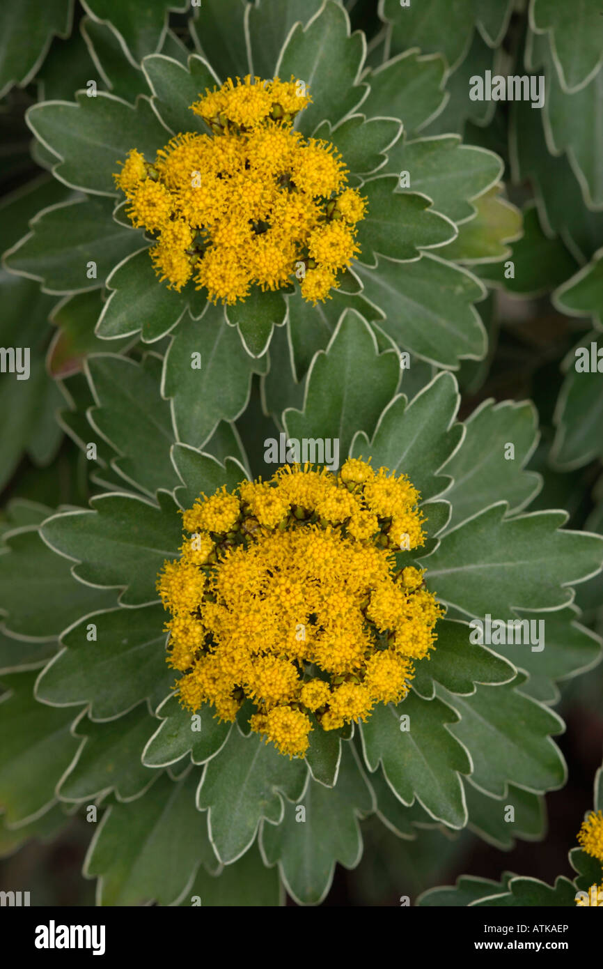 Silver and Gold Chrysanthemum Stock Photo