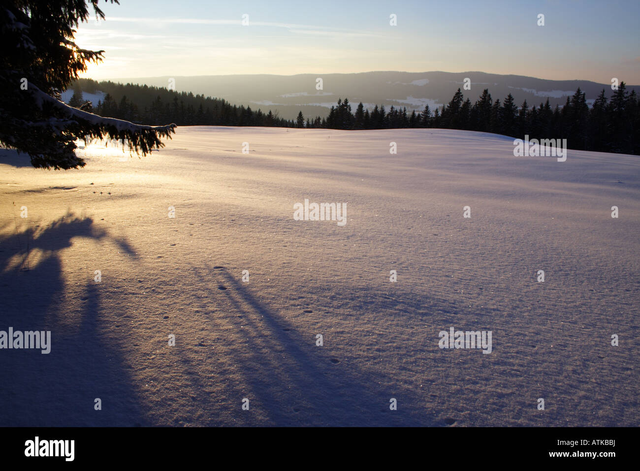Sunrays through branches of pine tree at sunset Stock Photo - Alamy