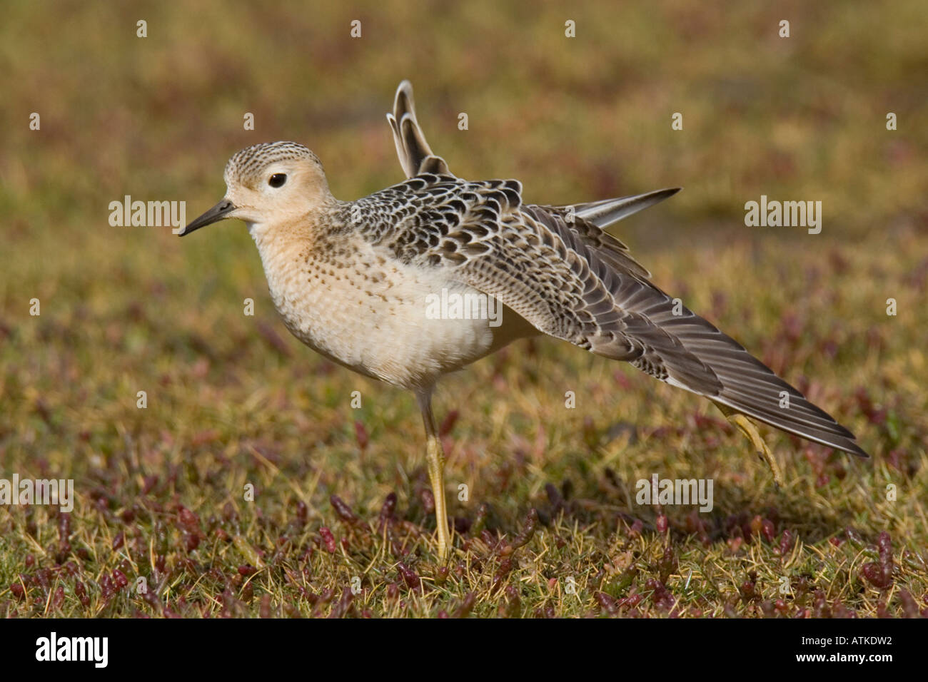 Buff-breasted Sandpiper stretching wing Stock Photo