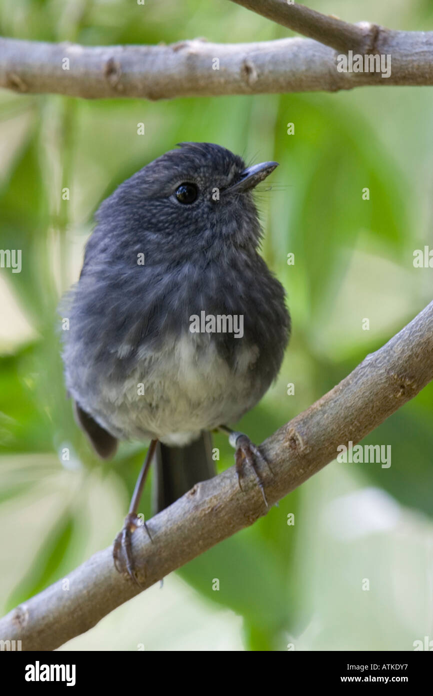 North Island Robin (Petroica longipes) perched on branch Stock Photo