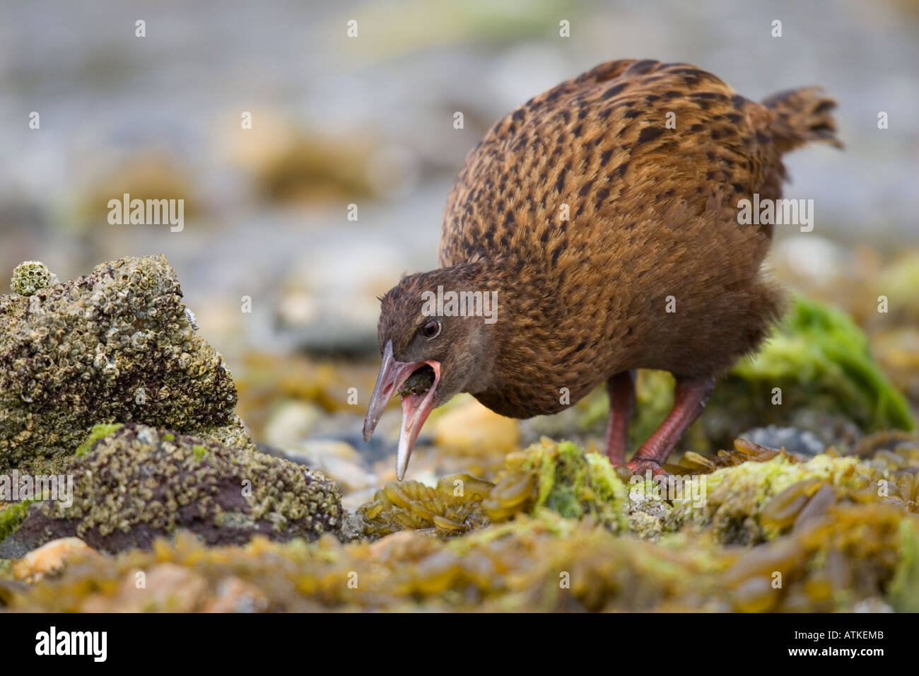Weka on beach swallowing a cockle Stock Photo