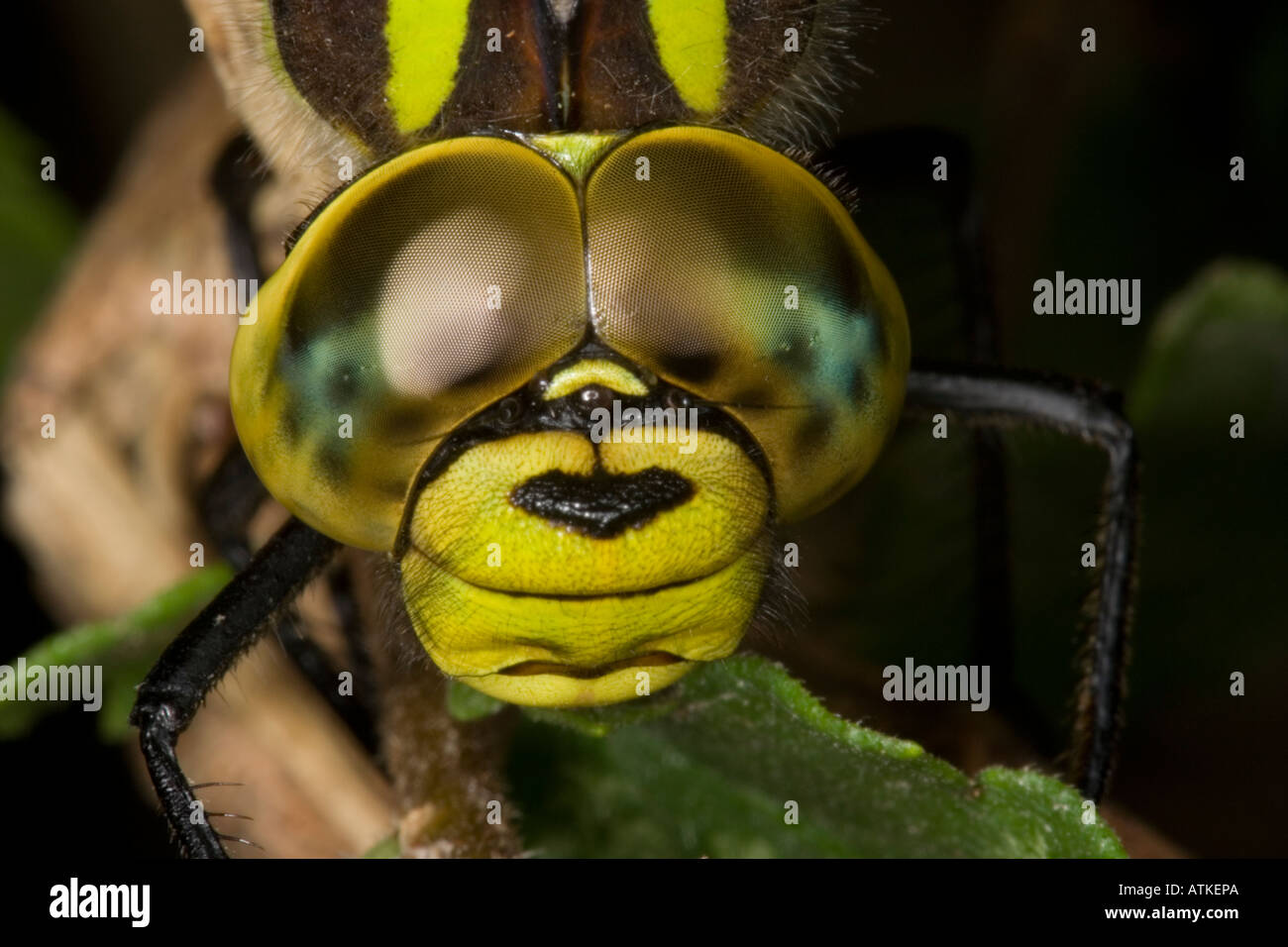 close-up of Southern Hawker dragonfly head Stock Photo