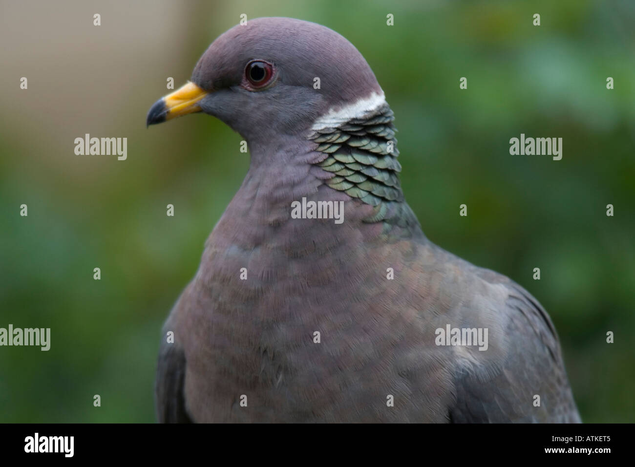 Headshot of a Band-tailed Pigeon Stock Photo