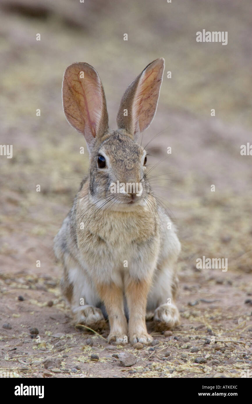 Desert cottontail rabbit sylvilagus auduboni hi-res stock photography ...