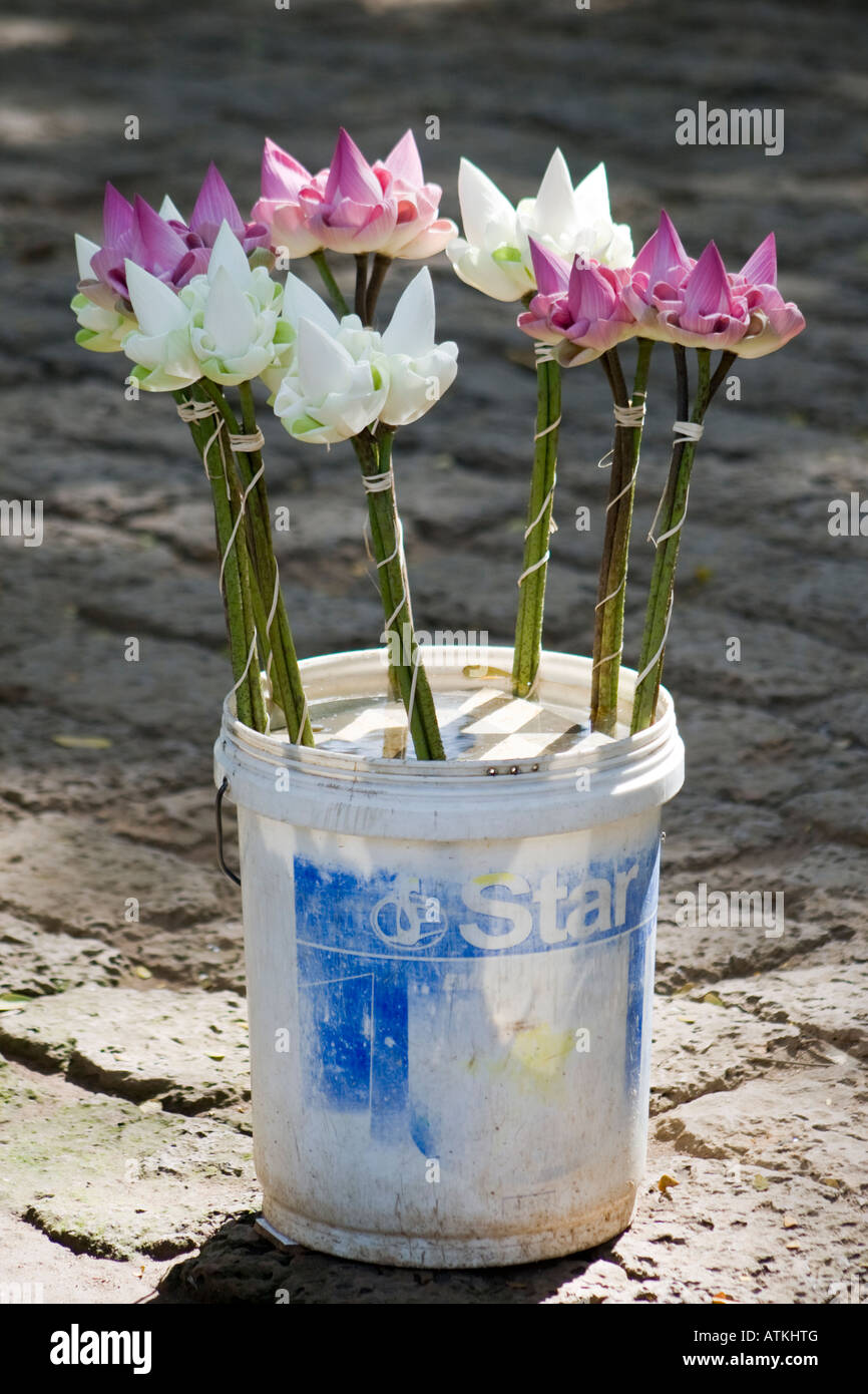 Lotus Flowers for sale Phnom Penh Cambodia Stock Photo Alamy