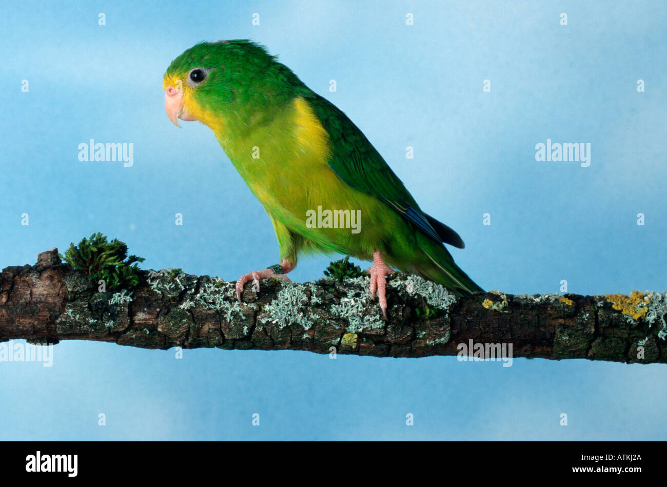 Robert's Parakeet Stock Photo