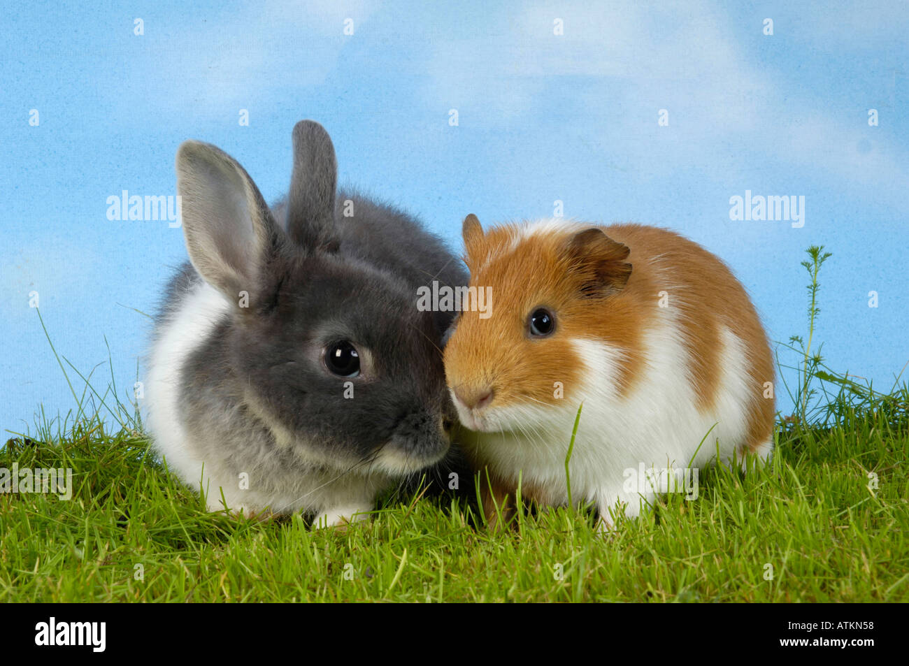 Guinea Pig and Dwarf Rabbit Stock Photo Alamy