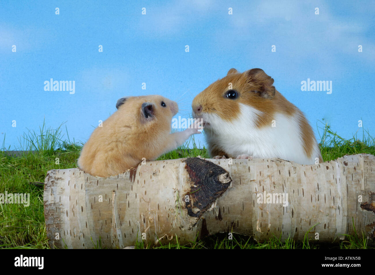 Guinea Pig and Golden Hamster Stock Photo Alamy