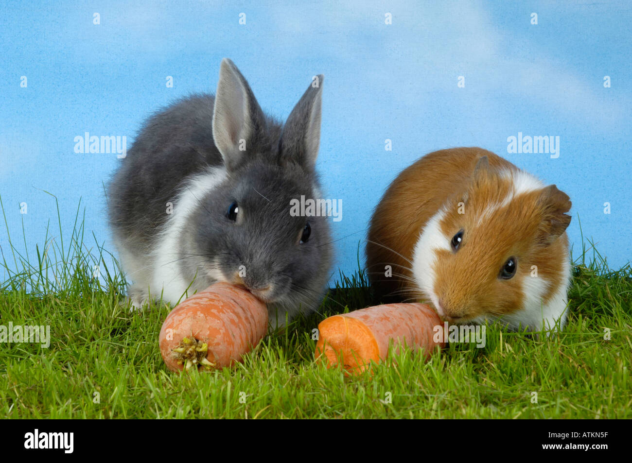 Guinea Pig and Dwarf Rabbit Stock Photo Alamy