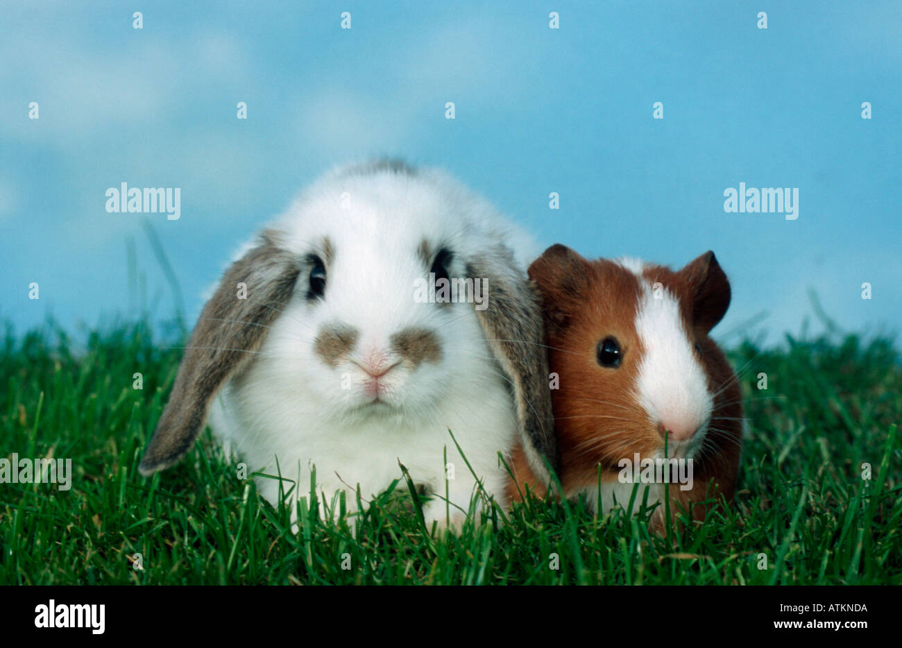Dwarf Rabbit and Guinea Pig Stock Photo Alamy