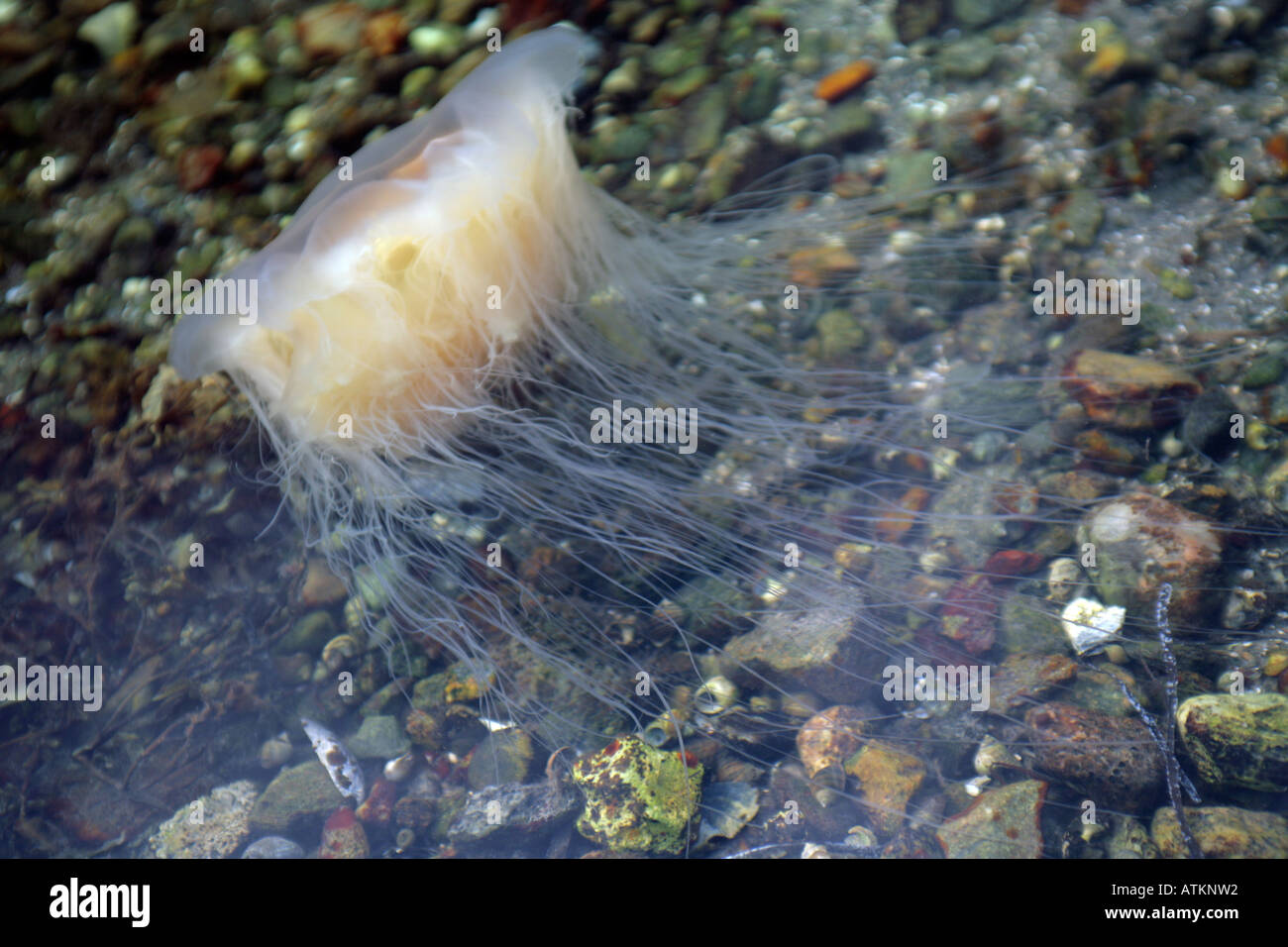 Lions mane jellyfish Cyanea capillata in clear shallow sea with pebbly seabed Stock Photo