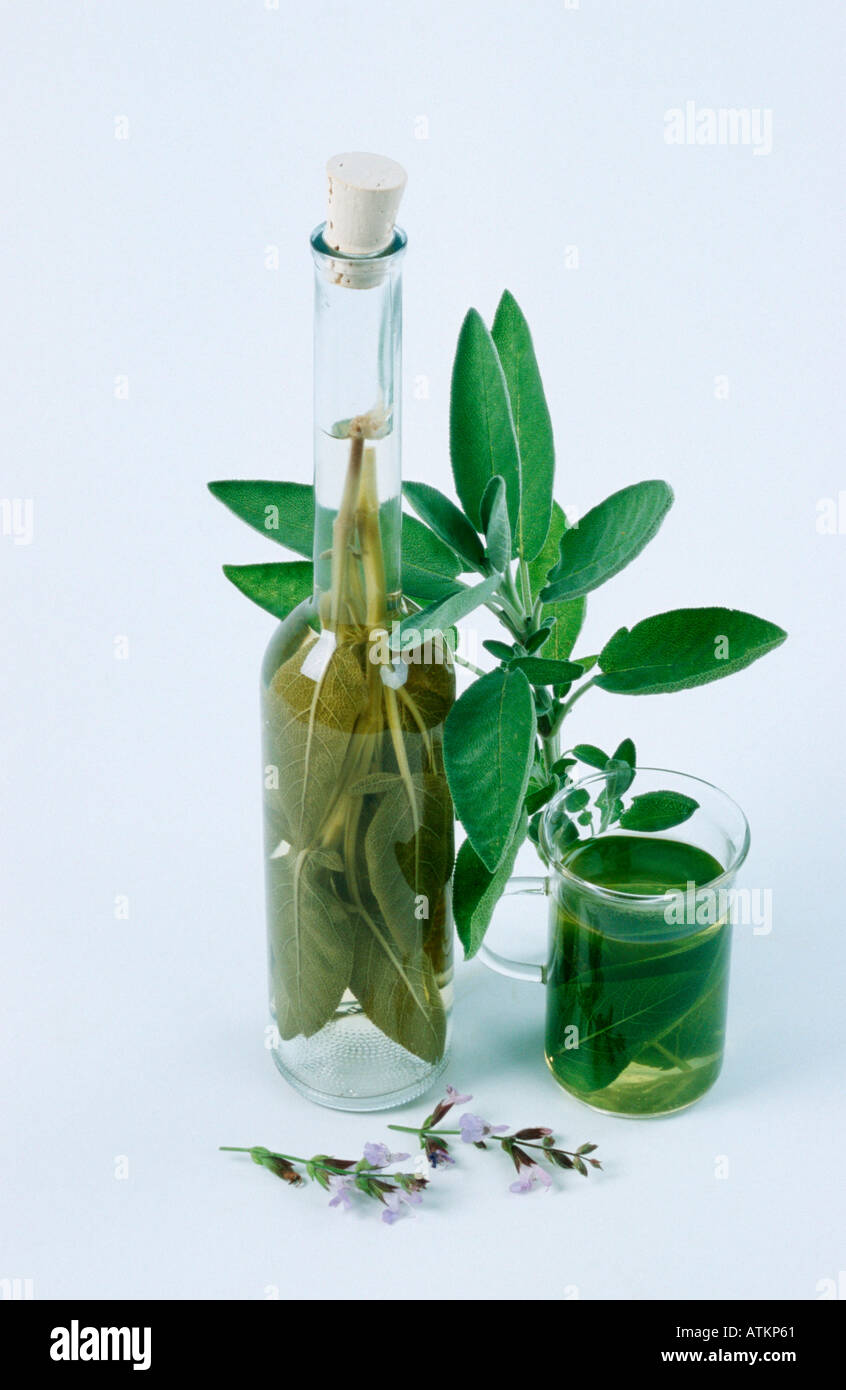 Common Sage / Garden Sage Stock Photo Alamy