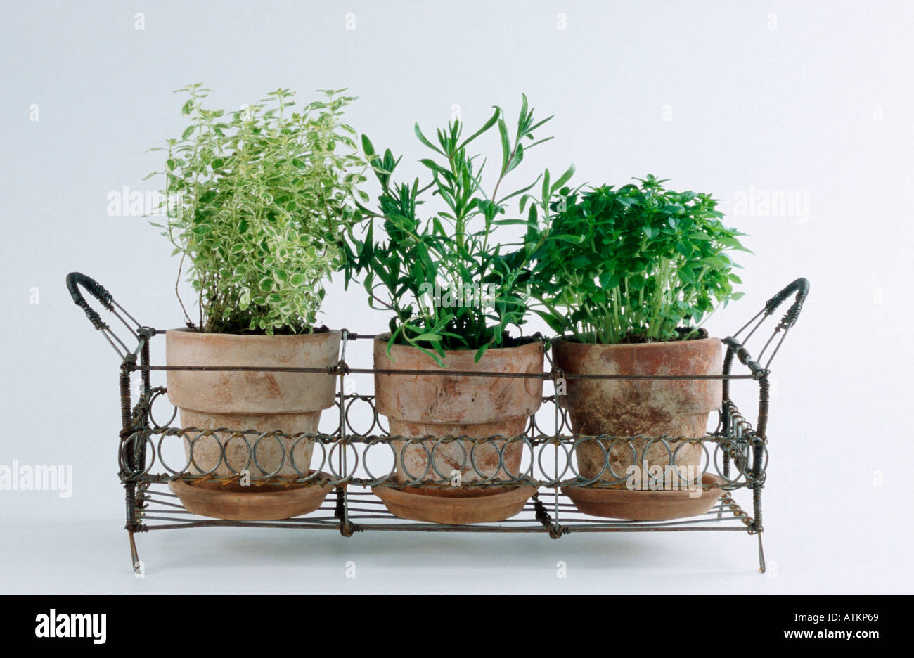 Pots with herbs Stock Photo