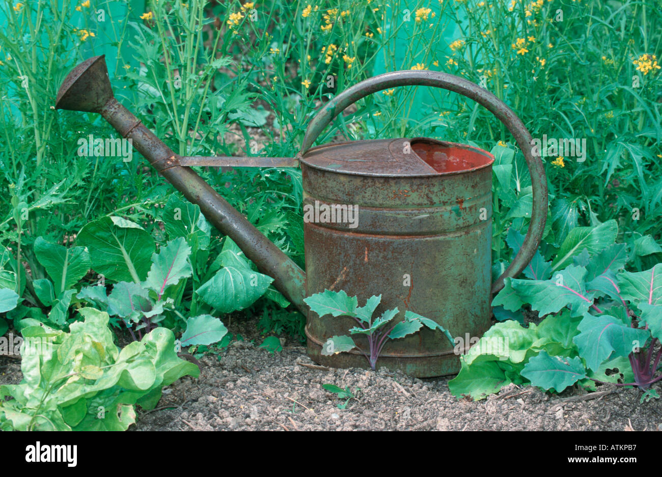 Watering can Stock Photo